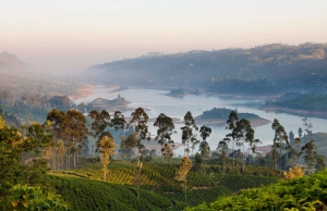 Ceylon Tea Trail
